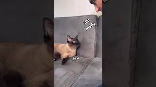 Cat Doesn’t Recognize Owner Without Beard