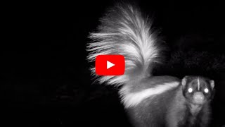 Skunk takes an involuntary bath