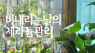 비오는날제라늄관리에대해서 Talking.