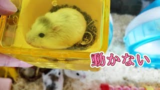 【ハムスター】ウリエルが突然動かなくなりました フリーズかと思ったら鼻も耳も動かず･･･ Hamster not move a muscle