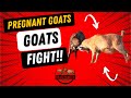 Pregnant Spanish Goats Start a Fight