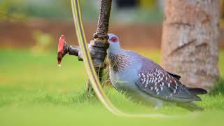 Quench your thirst: Pigeon style