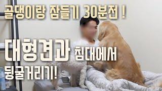 대형견과함께 잠들기 30분 전! 침대에서 대형견과 뒹구는 기분!?