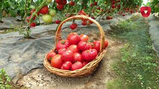 From seed to fruit. Everything you need to know about growing tomatoes