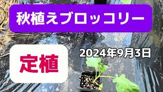 【第67回　家庭菜園教室　秋植えブロッコリーの定植❗️】肥料代0円！生ゴミから作ったボカシ肥料でブロッコリー栽培！無農薬で持続可能な家庭菜園を始めよう！