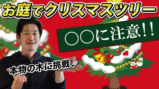 【落とし穴】今年こそお庭で本物のクリスマスツリーを考えている方は○○に注意！