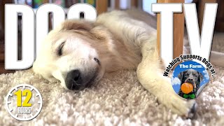 12 Hours Relaxing Music to Relieve Stress & Anxiety for Your Dog - Dog Videos for Dogs to Watch