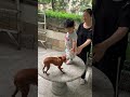 记录宝宝成长，宝宝与小鹿犬的亲密接触，宝宝15个月