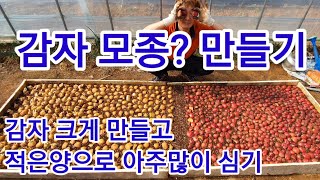 감자모종?(직파아님) 만들기 감자재배기술 감자파종시기 감자재배시기 수미감자 홍감자 빨간감자 자주감자 홍심이