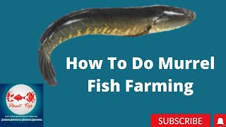 Murrel Fish | How To Do Murrel Fish Farming | Planet Fish