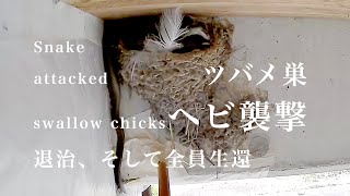 【閲覧注意】ヘビ襲撃、巣の中へ(泣)大家戦いました(震)/ Snake attacked to bird chicks in the nest