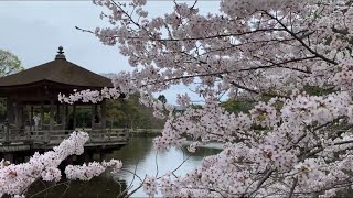 (奈良の四季)2024年　奈良公園 浮見堂の桜🌸　cherry blossoms