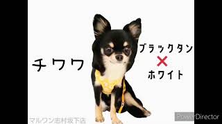 【チワワ】生後10ヶ月　お利口さんに成長中⭐︎トレーニングも頑張ってます‼︎