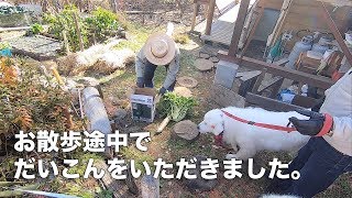 お散歩途中でダイコンをいただきました　Greatpyrenees グレートピレニーズ