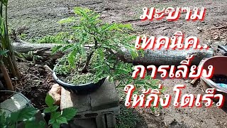 Bonsai Thailand🌲มะขามตกกระถาง+เลี้ยงให้กิ่งโตเร็ว+ยังไง?😁😁👍23/4/2019