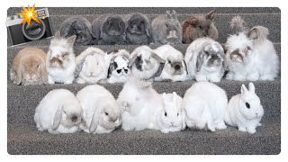 How to photograph a group of bunnies? 📸🐰