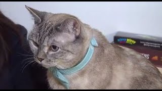 Meet Nala, Instagram's Most Famous Cat | NBC New York