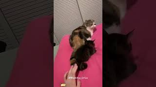 #funny #funnyshorts #funnymemes #memes #cat #pets #cute #fyp#PP