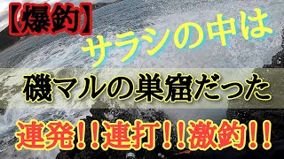 【磯マル】爆釣！！サラシに潜む磯マルの群れに遭遇！！IN能登半島