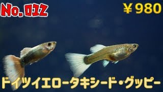 【生体紹介】No.012ドイツイエロータキシード・グッピー【ふぶきテトラ】