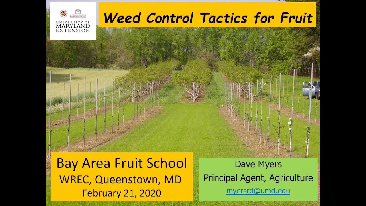 Weed Control Tactics For Fruit Qactv