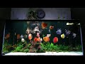 Top 6 Amazing Discus Fish Tank with Ultimate Planted Aquarium