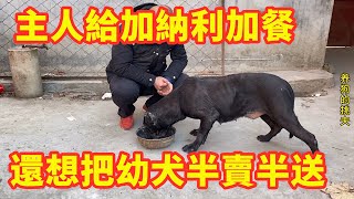 主人給加納利加餐，還想把之後的幼犬半賣半送，怎麽回事？