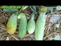 अप्रैल में खीरे की खेती kheera ki kheti cucumber farming vegetable farming off season farming