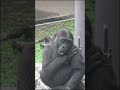 ゴリラ🦍 スモモ　すっかり大きくなったね　上野動物園