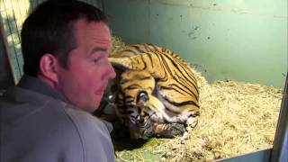 Birth of Twin Tiger Cubs - Tigers About The House - BBC - Animals Official