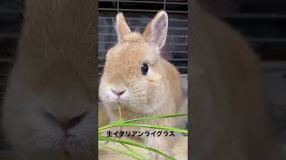 生牧草（イタリアンライグラス ） #rabbit #animal #bunny #cutepet #cute #pet