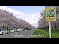 桜・菜の花ロード 2018　秋田県大潟村　4 26 満開の桜