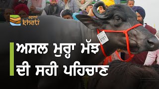 ਮੁਰ੍ਹਾ ਮੱਝ ਖਰੀਦਣ ਸਮੇਂ ਇਸ ਤਰ੍ਹਾਂ ਕਰੋ ਪਰਖ | How to select the pure murrah while buying