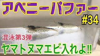 アベニーパファー 34ヤマトヌマエビ導入Dwarf pufferfish