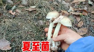 大雨过后丛林野生菌真多，农村宝妈捡的真过瘾，收获满满的一天