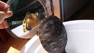 청거북이가 거울을 보면 어떤 반응일까? (turtle watching a mirror)