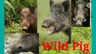 Wild pig in bandieepura Forest ! ಬಂಡೀಪುರ ಅರಣ್ಯದಲ್ಲಿ ಕಾಡು ಹಂದಿ