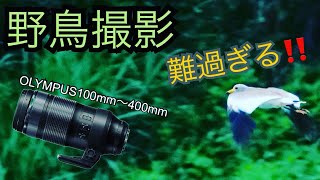 【野鳥撮影】超望遠レンズのOLYMPUS100〜400mmレンズを実際に使用してみた！！