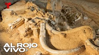 Descubren restos de mamut con 40 mil años de antigüedad en una bodega de Austria