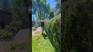 HOW TO TRIM Hedges Like A PRO! #professional #hedge #trimming #shorts