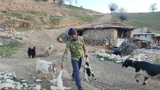 These nomads work hard to bring goats from the mountains to their homes