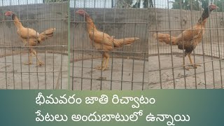 Bhimavaram breed richvatam kanepetalu || call 9666618966