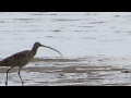 野鳥：ホウロクシギ／wild birds far eastern curlew