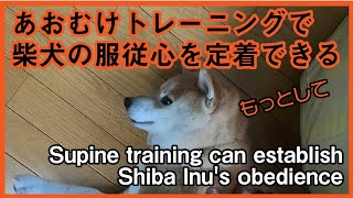 あおむけトレーニングで柴犬の服従心を定着できる” Supine training can establish Shiba Inu's obedience.\