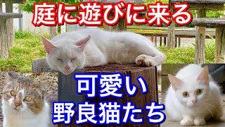 毎日我が家に遊びに来る可愛い野良猫たち