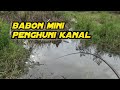 LEBIH DARI CUKUP.!! UNTUK UKURAN SPOT KEBUN SAWIT, MANCING BETOK