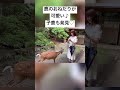 鹿のおねだりが可愛い♪子鹿も発見♡　 鹿せんべい 鹿 奈良 春日大社