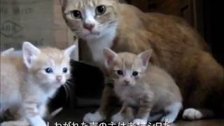 ヤンママ猫リン  4回目の出産/子育て（その2）2か月先輩のクロと遊ぶ生後1か月の7匹の茶トラ子猫たち！ 2019年6月17日～7‎月‎12‎日(兵庫県加東市社訪問)