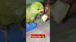 क्या किसी को चाहिए यह मैं मिट्ठू | मिट्ठू hum दे रहे हैं |# parrotbuy  #alexander #talkingparrot