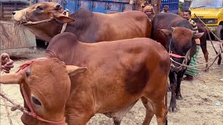 cow unloading, cow videos, cow video, big cow, goru hamba cow, Ep - 92